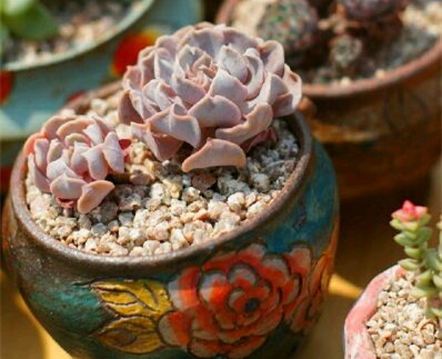 粉色系多肉植物天鹅湖 Echeveria Swan Lake