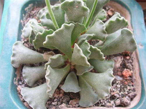 天章/永乐 Adromischus cristatus