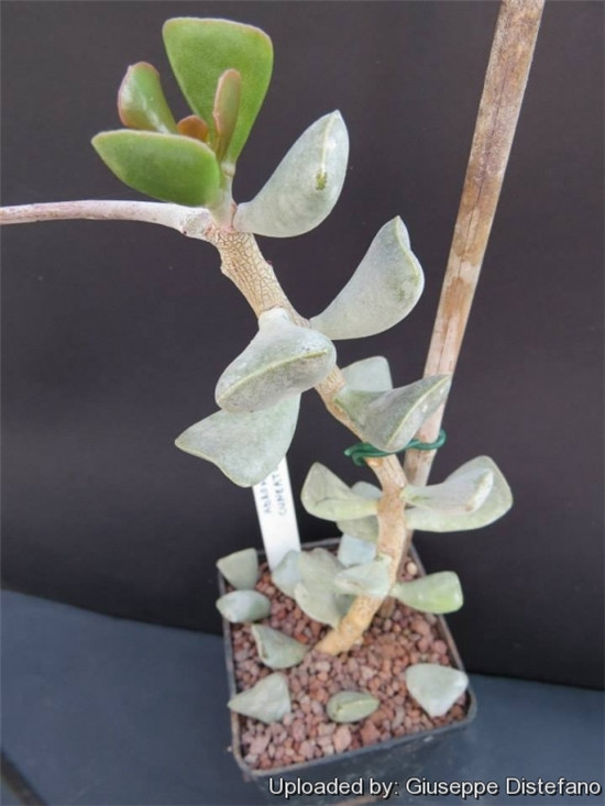 福饼 Adromischus Triflorus