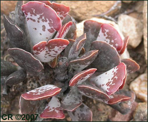 福饼 Adromischus Triflorus