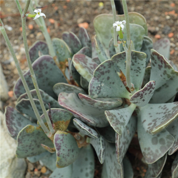 福饼 Adromischus Triflorus