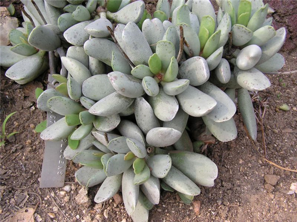 福饼 Adromischus Triflorus