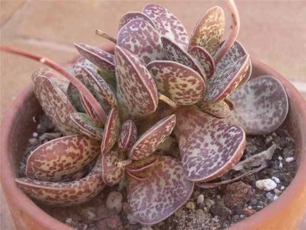 花叶扁天章 Adromischus trigynus