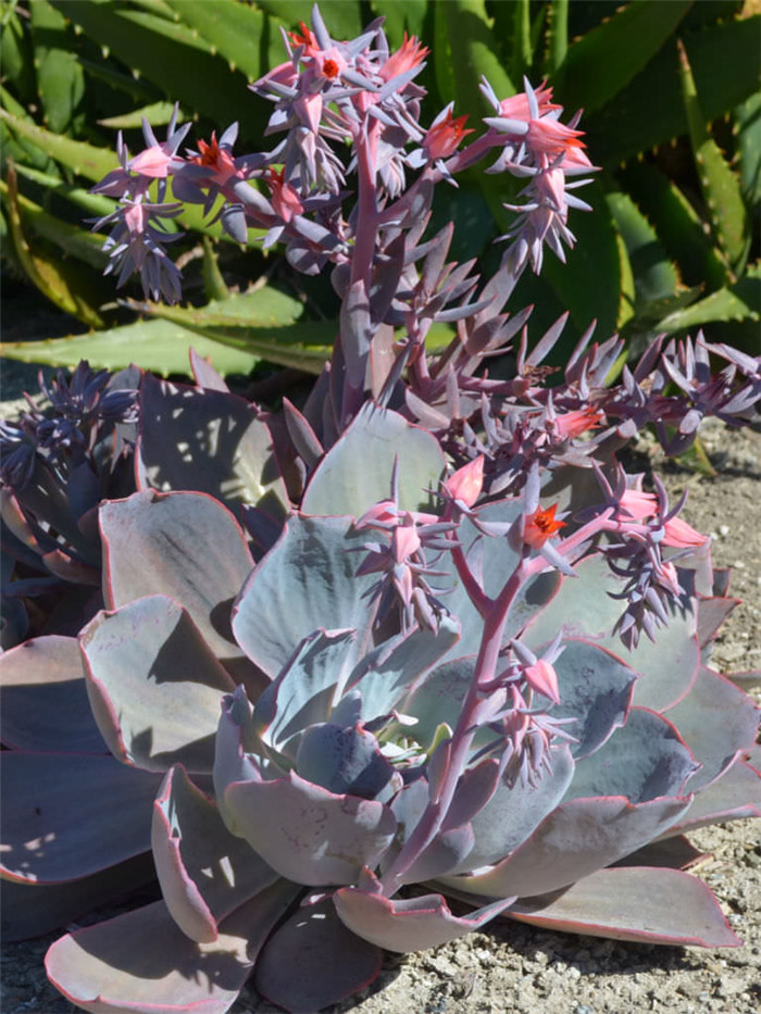 晚霞 Echeveria cv. 'Afterglow' 