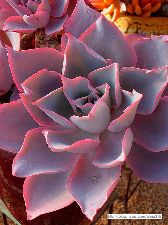 晚霞 Echeveria cv. 'Afterglow'