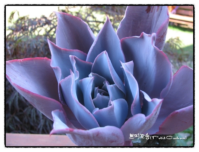 晚霞 Echeveria cv. 'Afterglow' 