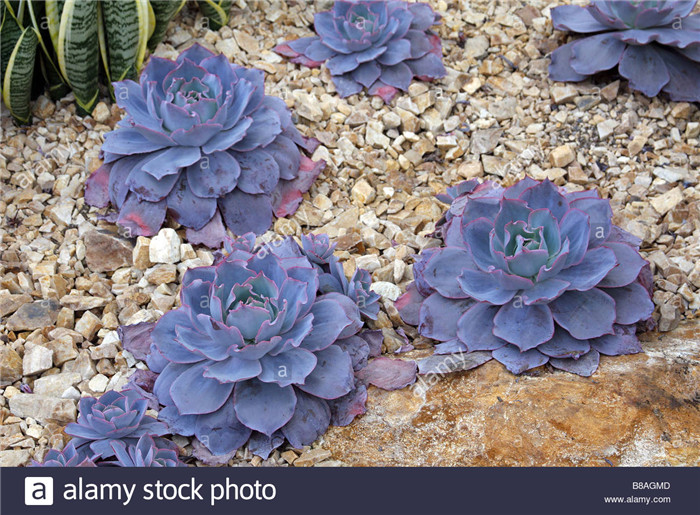 晚霞 Echeveria cv. 'Afterglow' 