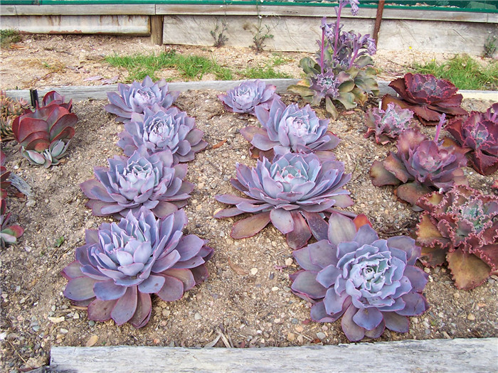 晚霞 Echeveria cv. 'Afterglow' 
