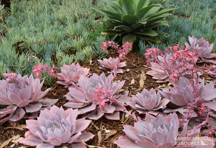 晚霞 Echeveria cv. 'Afterglow' 