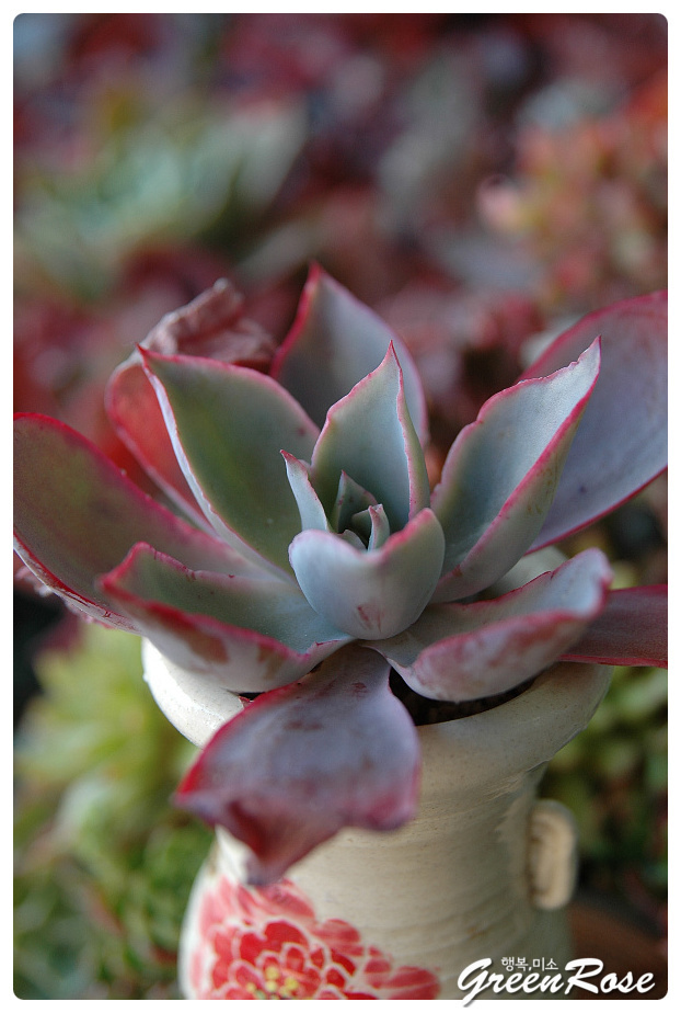 晚霞 Echeveria cv. 'Afterglow' 