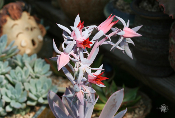 晚霞 Echeveria cv. 'Afterglow' 