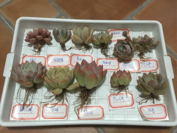 假期给多肉换盆