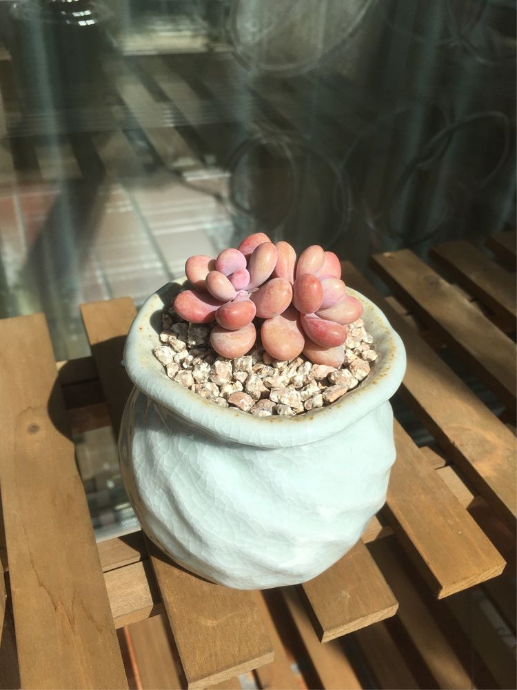 假期给多肉换盆