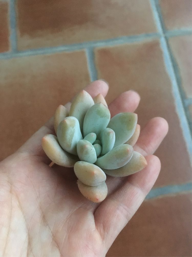 假期给多肉换盆