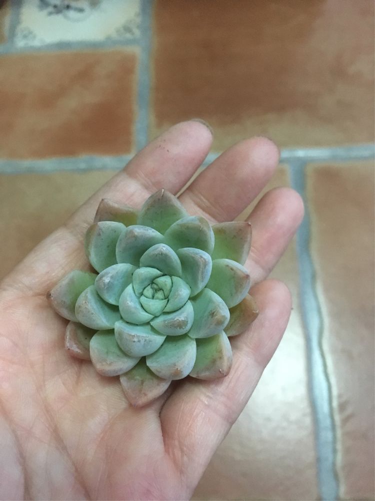 假期给多肉换盆