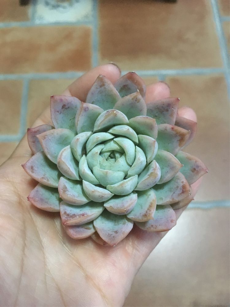 假期给多肉换盆