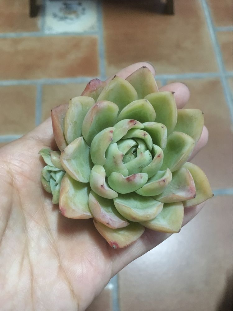 假期给多肉换盆