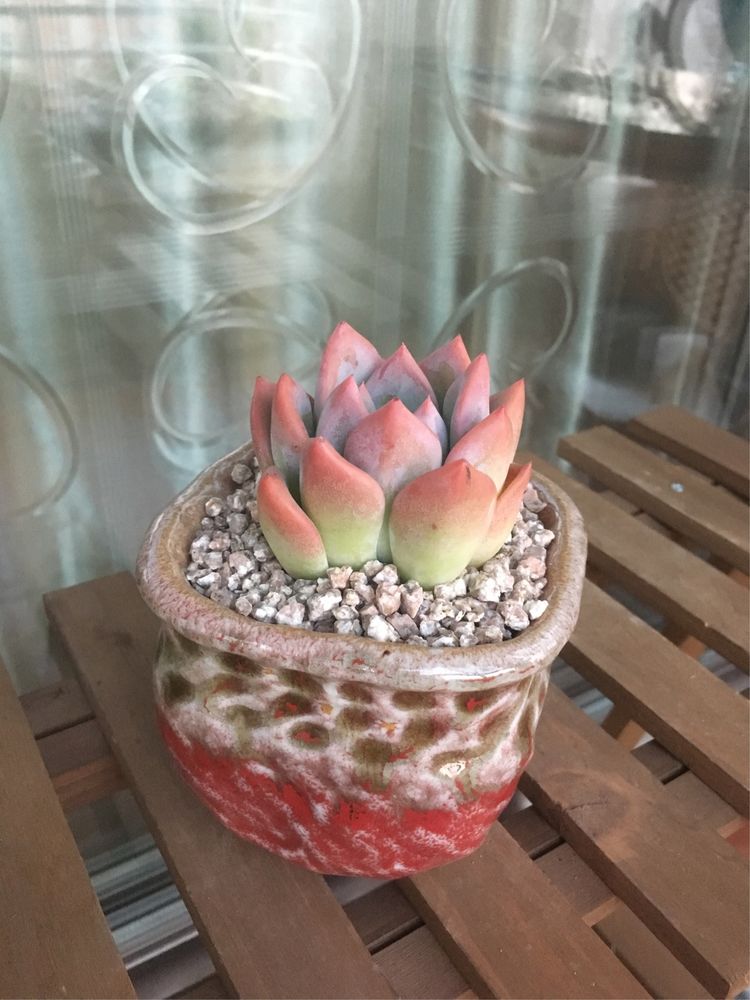 假期给多肉换盆
