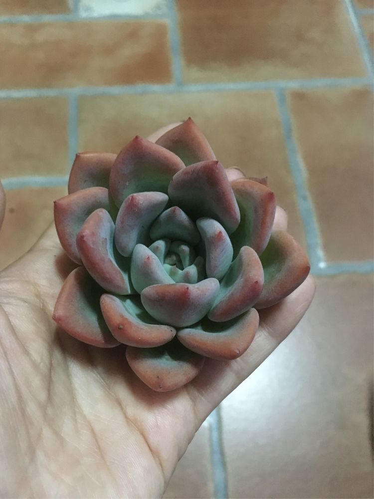 假期给多肉换盆