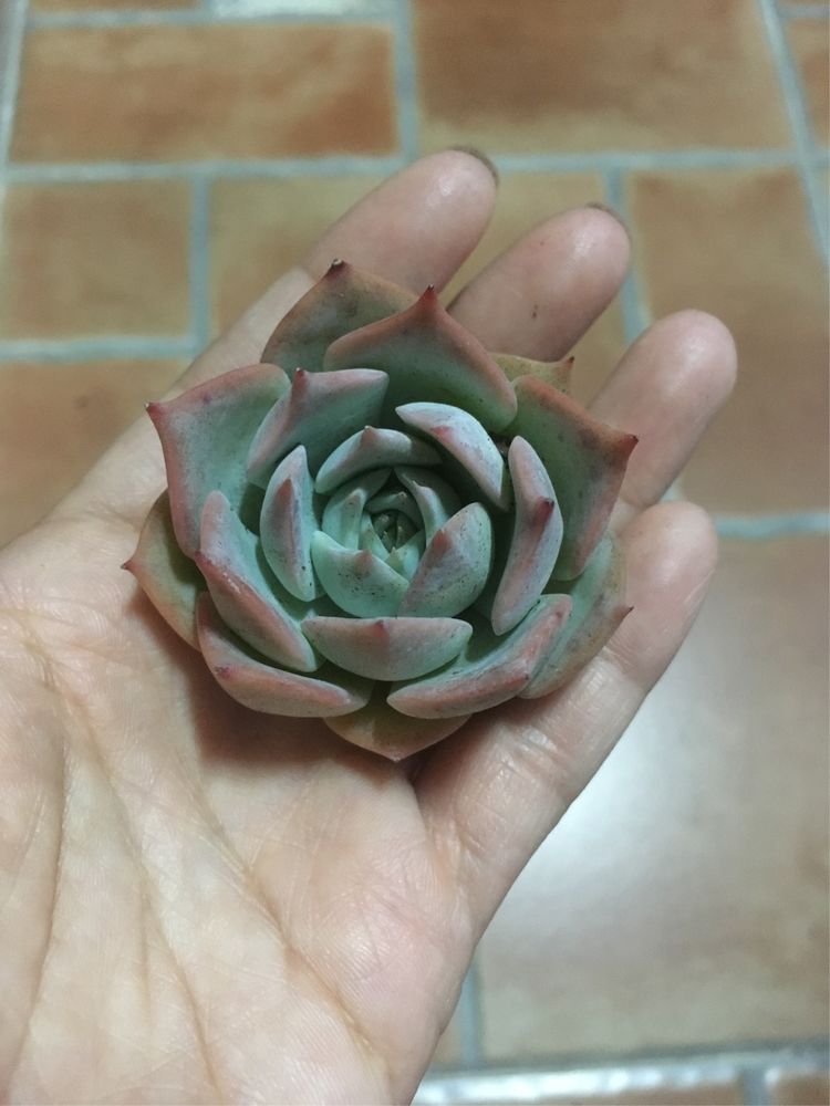 假期给多肉换盆