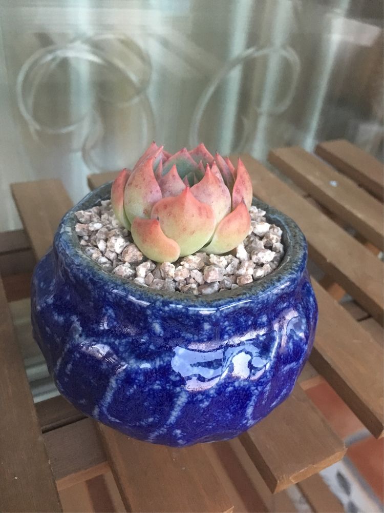 假期给多肉换盆
