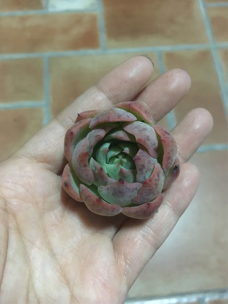 假期给多肉换盆