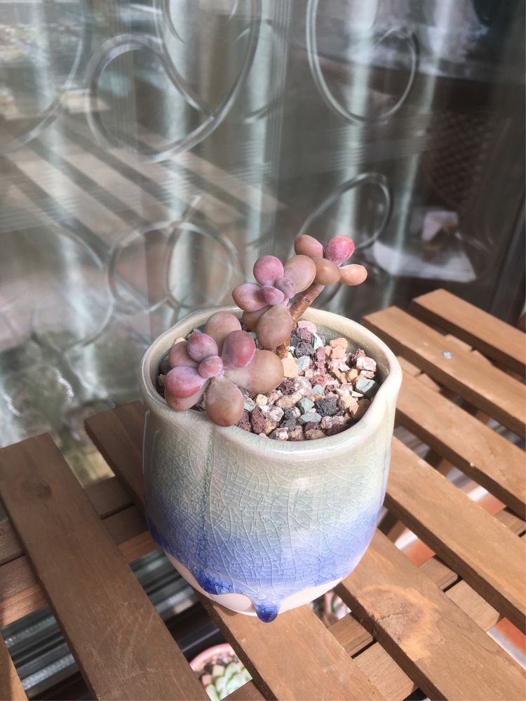 假期给多肉换盆