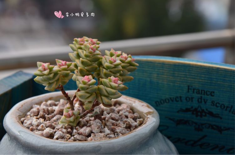 假期给多肉换盆