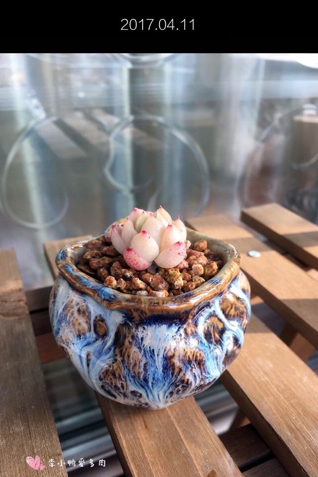 假期给多肉换盆