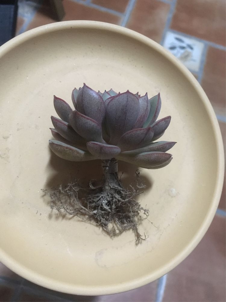 假期给多肉换盆