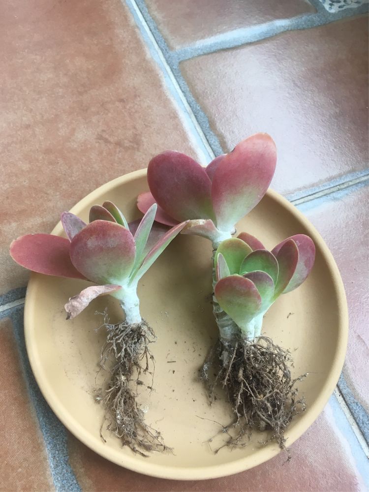 假期给多肉换盆