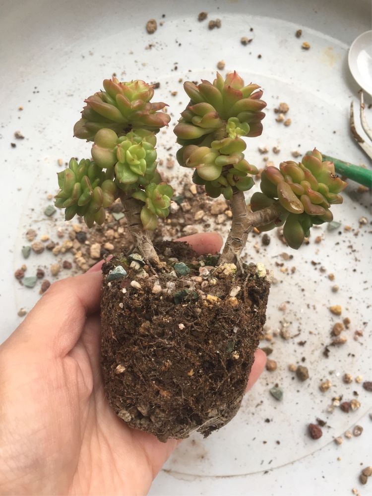 假期给多肉换盆
