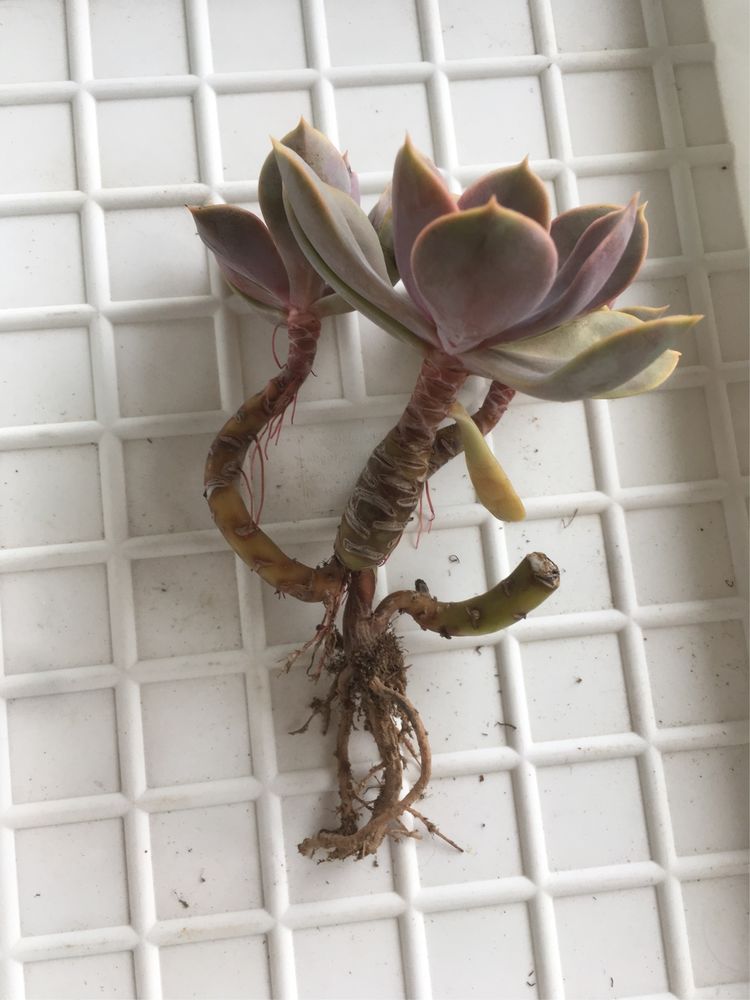 假期给多肉换盆