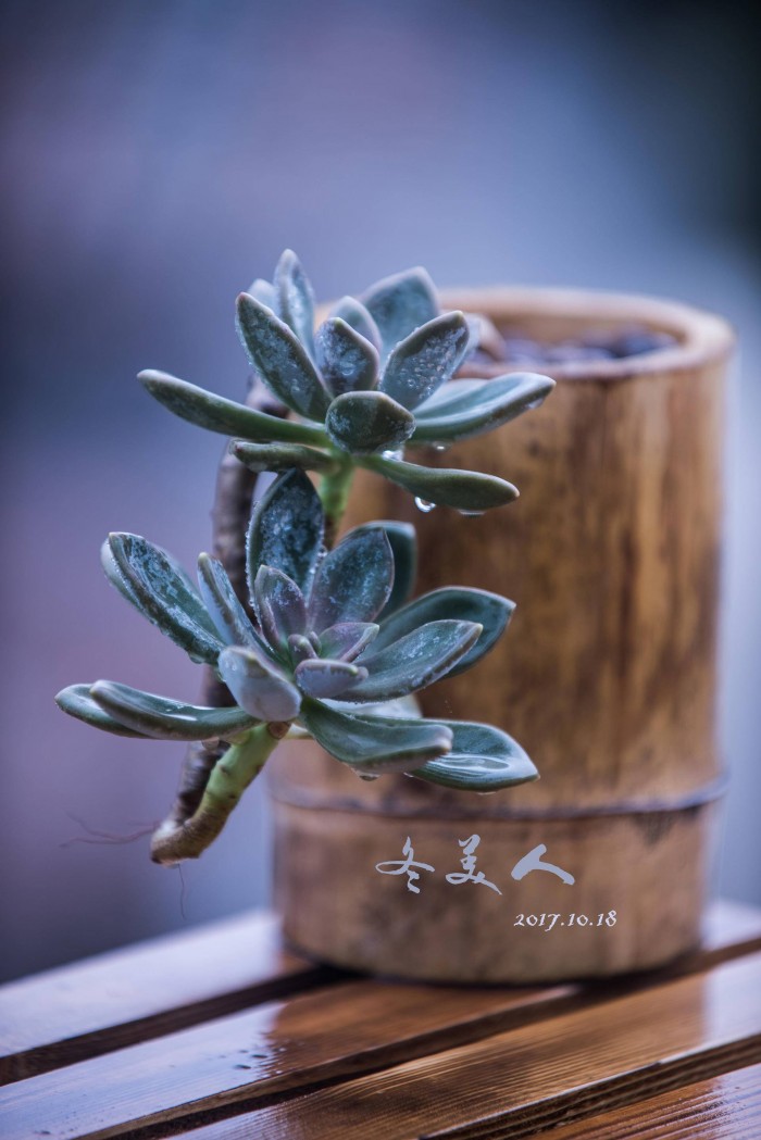 秋天，记录多肉变美的季节