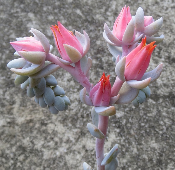 异域、雪特 Echeveria Exotic