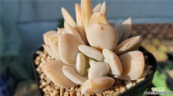 异域、雪特 Echeveria Exotic