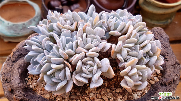 异域、雪特 Echeveria Exotic