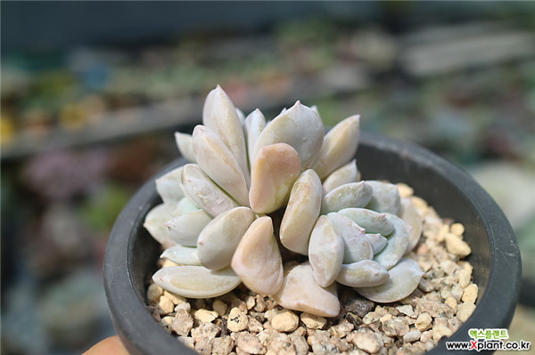 异域、雪特 Echeveria Exotic