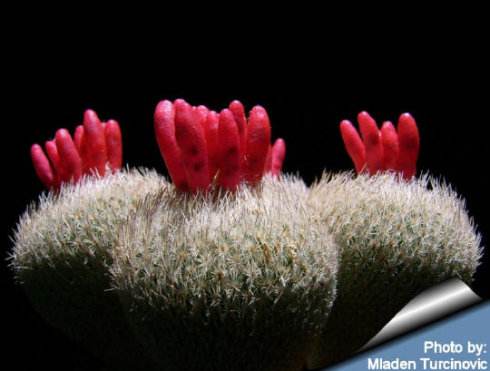 月世界 Epithelantha micromeris