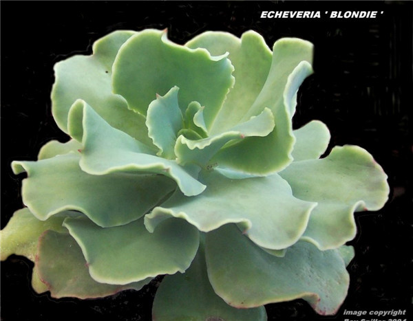 金色尤物 Echeveria Blondie