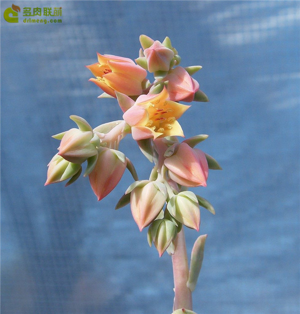 金色尤物 Echeveria Blondie 开花