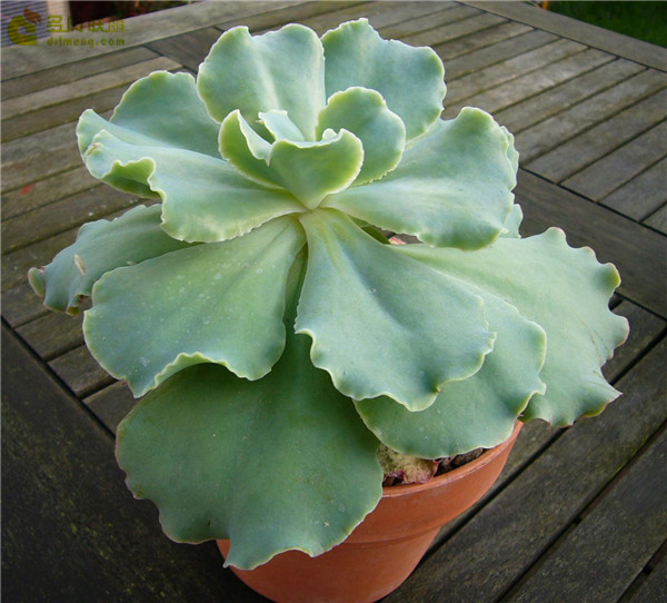 金色尤物 Echeveria Blondie