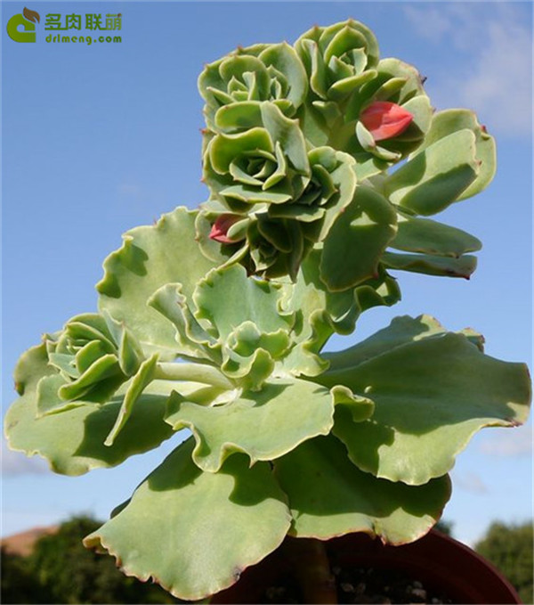 金色尤物 Echeveria Blondie