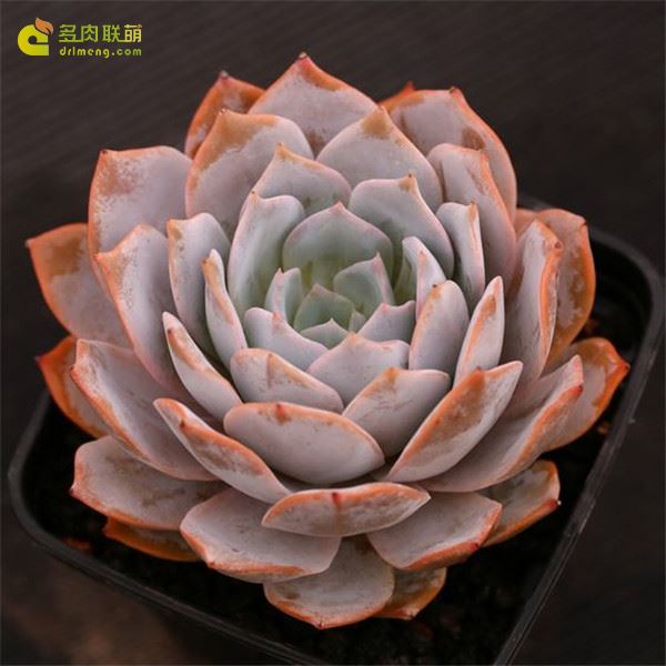 多肉克拉赖娜 Echeveria Clarina