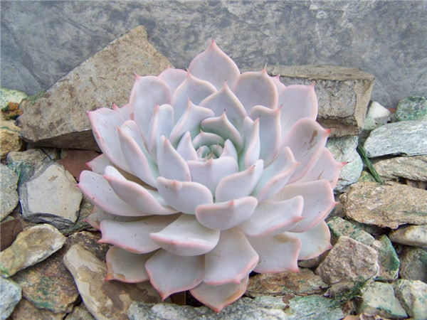 多肉埃洛拉 Echeveria Laura