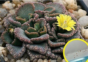 天女簪 Titanopsis fulleri