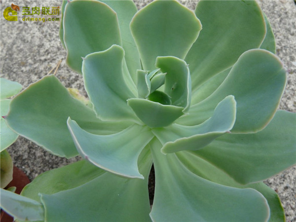 绿色纳瑞 Echeveria Green Narae