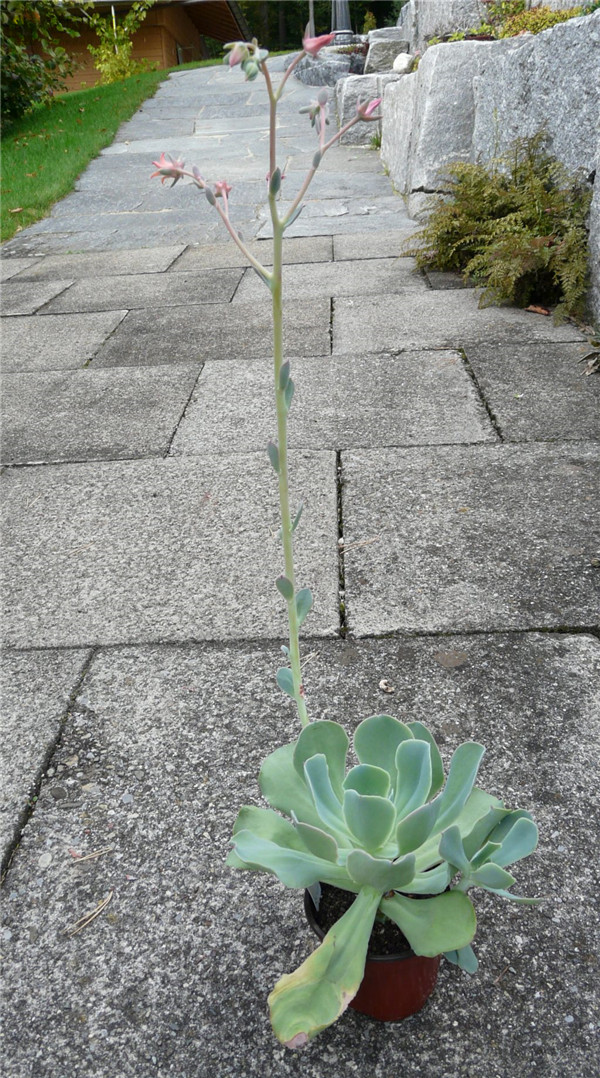 绿色纳瑞 Echeveria Green Narae