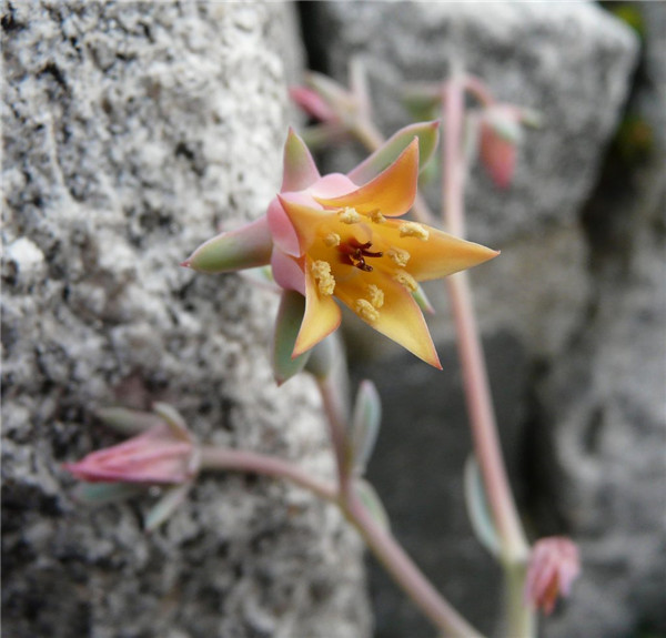 绿色纳瑞 Echeveria Green Narae 开花