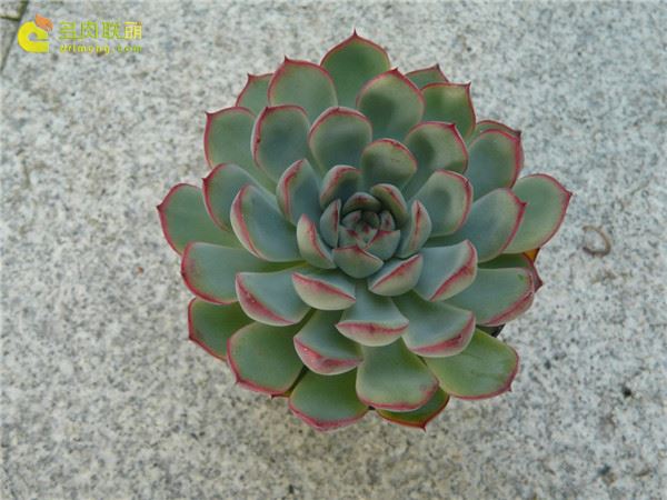 多肉 艾琳 Echeveria  Ileen